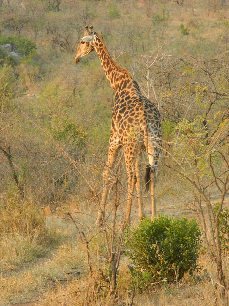 Suedafrika (272)